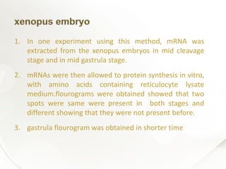 1. In one experiment using this method, mRNA was
extracted from the xenopus embryos in mid cleavage
stage and in mid gastrula stage.
2. mRNAs were then allowed to protein synthesis in vitro,
with amino acids containing reticulocyte lysate
medium.flourograms were obtained showed that two
spots were same were present in both stages and
different showing that they were not present before.
3. gastrula flourogram was obtained in shorter time
 