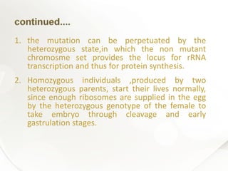1. the mutation can be perpetuated by the
heterozygous state,in which the non mutant
chromosme set provides the locus for rRNA
transcription and thus for protein synthesis.
2. Homozygous individuals ,produced by two
heterozygous parents, start their lives normally,
since enough ribosomes are supplied in the egg
by the heterozygous genotype of the female to
take embryo through cleavage and early
gastrulation stages.
 