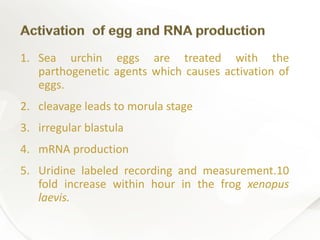 1. Sea urchin eggs are treated with the
parthogenetic agents which causes activation of
eggs.
2. cleavage leads to morula stage
3. irregular blastula
4. mRNA production
5. Uridine labeled recording and measurement.10
fold increase within hour in the frog xenopus
laevis.
 
