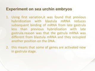 1. Using first variation,it was found that previous
hybridization with blastula mRNA reduces
subsequent binding of mRNA from late gastrula
less than previous hybridization with late
gastrula.reason was that the gatrula mRNA was
different from blastula mRNA and they occupied
another position on the DNA.
2. this means that some of genes are activated now
in gastrula stage.
 
