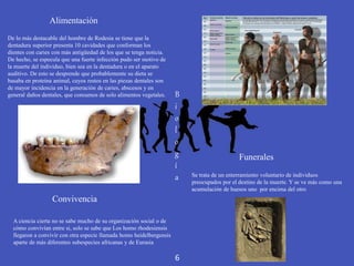 Convivencia
Funerales
Se trata de un enterramiento voluntario de individuos
preocupados por el destino de la muerte. Y se ve más como una
acumulación de huesos uno por encima del otro
Alimentación
De lo más destacable del hombre de Rodesia se tiene que la
dentadura superior presenta 10 cavidades que conforman los
dientes con caries con más antigüedad de los que se tenga noticia.
De hecho, se especula que una fuerte infección pudo ser motivo de
la muerte del individuo, bien sea en la dentadura o en el aparato
auditivo. De esto se desprende que probablemente su dieta se
basaba en proteína animal, cuyos restos en las piezas dentales son
de mayor incidencia en la generación de caries, abscesos y en
general daños dentales, que consumos de solo alimentos vegetales.
A ciencia cierta no se sabe mucho de su organización social o de
cómo convivían entre si, solo se sabe que Los homo rhodesiensis
llegaron a convivir con otra especie llamada homo heidelbergensis
aparte de más diferentes subespecies africanas y de Eurasia
B
i
o
l
o
g
í
a
6
 
