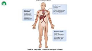 Potential targets for cardiovascular gene therapy
 