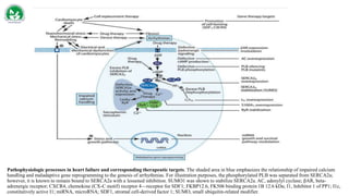 Pathophysiologic processes in heart failure and corresponding therapeutic targets. The shaded area in blue emphasizes the relationship of impaired calcium
handling and maladaptive gene reprogramming to the genesis of arrhythmias. For illustration purposes, the phosphorylated PLB was separated from SERCA2a;
however, it is known to remain bound to SERCA2a with a lessened inhibition. SUMO1 was shown to stabilize SERCA2a. AC, adenylyl cyclase; βAR, beta-
adrenergic receptor; CXCR4, chemokine (CX-C motif) receptor 4—receptor for SDF1; FKBP12.6, FK506 binding protein 1B 12.6 kDa; I1, Inhibitor 1 of PP1; I1c,
constitutively active I1; miRNA, microRNA; SDF1, stromal cell-derived factor 1; SUMO, small ubiquitin-related modifier.
 