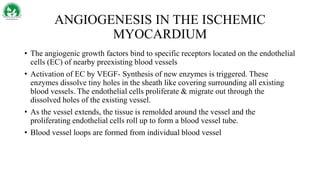 ANGIOGENESIS IN THE ISCHEMIC
MYOCARDIUM
• The angiogenic growth factors bind to specific receptors located on the endothelial
cells (EC) of nearby preexisting blood vessels
• Activation of EC by VEGF- Synthesis of new enzymes is triggered. These
enzymes dissolve tiny holes in the sheath like covering surrounding all existing
blood vessels. The endothelial cells proliferate & migrate out through the
dissolved holes of the existing vessel.
• As the vessel extends, the tissue is remolded around the vessel and the
proliferating endothelial cells roll up to form a blood vessel tube.
• Blood vessel loops are formed from individual blood vessel
 
