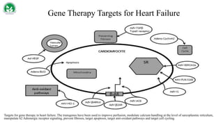 Gene Therapy Targets for Heart Failure
Targets for gene therapy in heart failure. The transgenes have been used to improve perfusion, modulate calcium handling at the level of sarcoplasmic reticulum,
manipulate b2 Adrenergic receptor signaling, prevent fibrosis, target apoptosis, target anti-oxidant pathways and target cell cycling.
 
