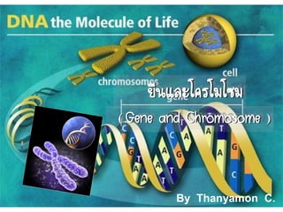 By Thanyamon C. 1
ยีนและโครโมโซม
( Gene and Chromosome )
By Thanyamon C.
 