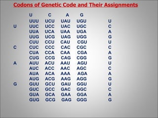 Cgc Codon Gene and genetic code | PPT