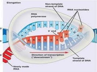 Gene and genetic code