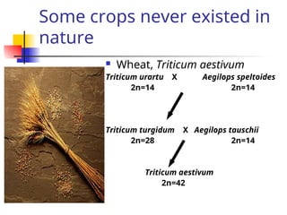 Some crops never existed in
nature
 Wheat, Triticum aestivum
Triticum urartu X Aegilops speltoides
2n=14 2n=14
Triticum turgidum X Aegilops tauschii
2n=28 2n=14
Triticum aestivum
2n=42
 
