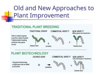 Old and New Approaches to
Plant Improvement
 