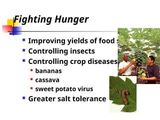 Fighting Hunger
 Improving yields of food staples
 Controlling insects
 Controlling crop diseases
 bananas
 cassava
 sweet potato virus
 Greater salt tolerance
 