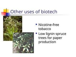 Other uses of biotech
 Nicotine-free
tobacco
 Low lignin spruce
trees for paper
production
 