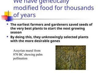 We have genetically
modified food for thousands
of years
 The earliest farmers and gardeners saved seeds of
the very best plants to start the next growing
season
 By doing this, they unknowingly selected plants
with the more desirable genes
Assyrian mural from
870 BC showing palm
pollination
 