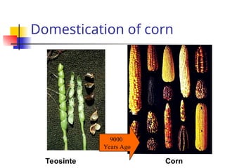 Domestication of corn
Teosinte Corn
9000
Years Ago
 