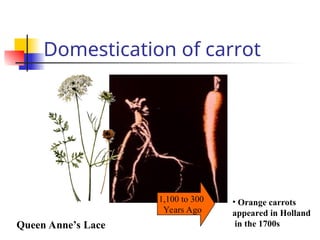 Domestication of carrot
1,100 to 300
Years Ago
Queen Anne’s Lace
• Orange carrots
appeared in Holland
in the 1700s
 