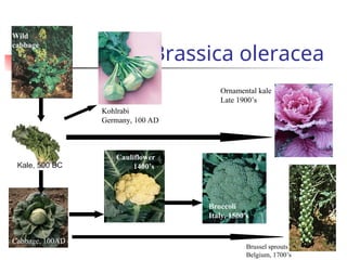 Brassica oleracea
Wild
cabbage
Kohlrabi
Germany, 100 AD
Kale, 500 BC
Cabbage, 100AD
Cauliflower
1400’s
Broccoli
Italy, 1500’s
Brussel sprouts
Belgium, 1700’s
Ornamental kale
Late 1900’s
 