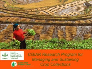 CGIAR Research Program for
Managing and Sustaining
Crop Collections
 