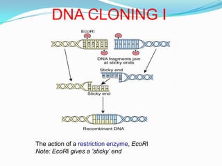 DNA CLONING IThe action of a restriction enzyme, EcoRINote: EcoRI gives a ‘sticky’ end
