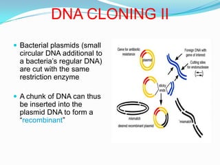 DNA CLONING IIBacterial plasmids (small circular DNA additional to a bacteria’s regular DNA) are cut with the same restriction enzyme