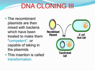 A chunk of DNA can thus be inserted into the plasmid DNA to form a “recombinant”DNA CLONING IIIThe recombinant plasmids are then mixed with bacteria which have been treated to make them “competent”, or capable of taking in the plasmids
