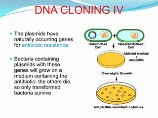 This insertion is called transformationDNA CLONING IVThe plasmids have naturally occurring genes for antibiotic resistance.Bacteria containing plasmids with these genes will grow on a medium containing the antibiotic- the others die, so only transformed bacteria survive