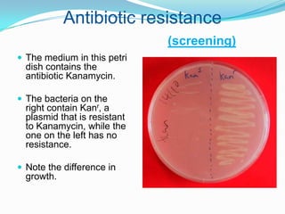 Antibiotic resistance(screening)The medium in this petri dish contains the antibiotic Kanamycin.The bacteria on the right contain Kanr, a plasmid that is resistant to Kanamycin, while the one on the left has no resistance.Note the difference in growth.