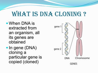What is DNA cloning ?When DNA is extracted from an organism, all its genes are obtainedIn gene (DNA) cloning a particular gene is copied (cloned)