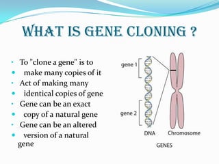 What is gene cloning ? To "clone a gene" is to     make many copies of it Act of making many    identical copies of gene Gene can be an exact      copy of a natural gene  Gene can be an altered    version of a natural gene