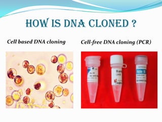 HOW IS DNA CLONED ?Cell based DNA cloningCell-free DNA cloning (PCR)