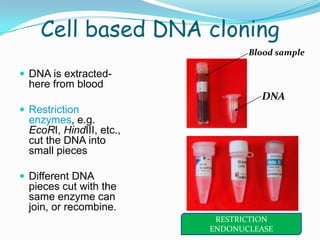 Cell based DNA cloningBlood sampleDNA is extracted- here from blood Restriction enzymes, e.g. EcoRI, HindIII, etc., cut the DNA into small piecesDifferent DNA pieces cut with the same enzyme can join, or recombine.DNARESTRICTION ENDONUCLEASE