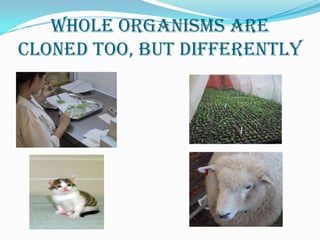 Whole organisms are cloned too, but differently<br />