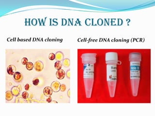 HOW IS DNA CLONED ?<br />Cell based DNA cloning<br />Cell-free DNA cloning (PCR)<br />