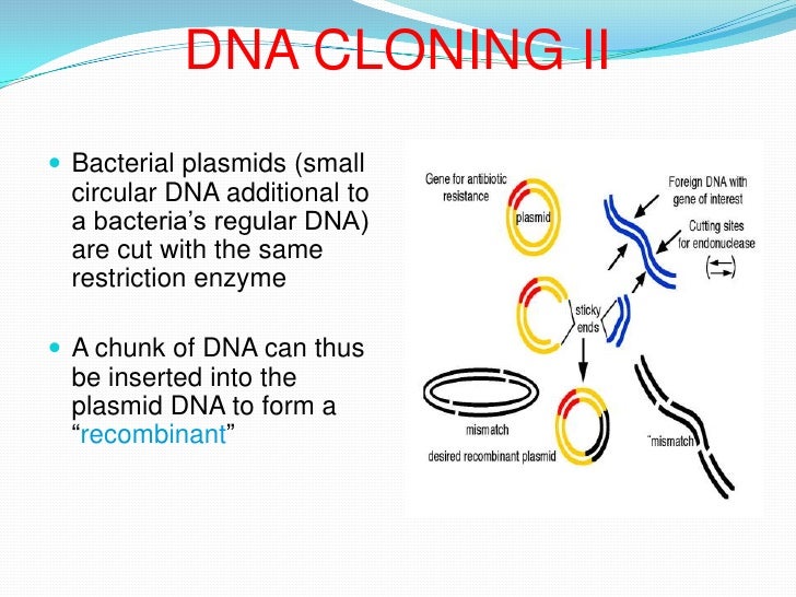 dna cloning