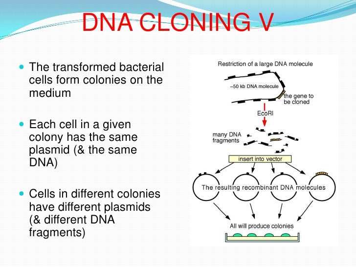 Gene cloning