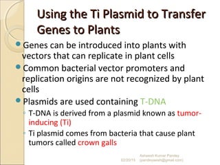 Using the Ti Plasmid to TransferUsing the Ti Plasmid to Transfer
Genes to PlantsGenes to Plants
Genes can be introduced into plants with
vectors that can replicate in plant cells
Common bacterial vector promoters and
replication origins are not recognized by plant
cells
Plasmids are used containing T-DNA
◦ T-DNA is derived from a plasmid known as tumor-
inducing (Ti)
◦ Ti plasmid comes from bacteria that cause plant
tumors called crown galls
02/20/15
Asheesh Kumar Pandey
(pandeyasish@gmail.com)
 