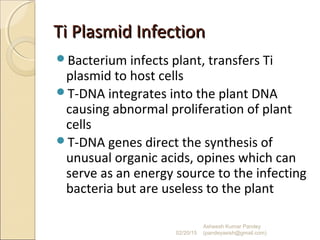 Ti Plasmid InfectionTi Plasmid Infection
Bacterium infects plant, transfers Ti
plasmid to host cells
T-DNA integrates into the plant DNA
causing abnormal proliferation of plant
cells
T-DNA genes direct the synthesis of
unusual organic acids, opines which can
serve as an energy source to the infecting
bacteria but are useless to the plant
02/20/15
Asheesh Kumar Pandey
(pandeyasish@gmail.com)
 