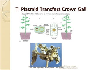Ti Plasmid Transfers Crown GallTi Plasmid Transfers Crown Gall
02/20/15
Asheesh Kumar Pandey
(pandeyasish@gmail.com)
 