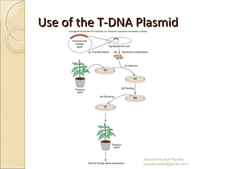 Use of the T-DNA PlasmidUse of the T-DNA Plasmid
02/20/15
Asheesh Kumar Pandey
(pandeyasish@gmail.com)
 