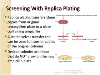 Screening With Replica PlatingScreening With Replica Plating
Replica plating transfers clone
copies from original
tetracycline plate to a plate
containing ampicillin
A sterile velvet transfer tool
can be used to transfer copies
of the original colonies
Desired colonies are those
that do NOT grow on the new
ampicillin plate
02/20/15
Asheesh Kumar Pandey
(pandeyasish@gmail.com)
 
