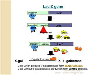 LacZpromotor operator
Repressor
Lac Z gene
LacZpromotor
RNA
pol.
RNA
pol.
IPTG
IPTG
IPTG
LacZpromotor operator
IPTG
IPTG
RNA
pol.
IPTG
X-gal
Β-galactosidase
X + galactose
Cells which produce ß-galactosidase form BLUE coloniesBLUE colonies.
Cells without ß-galactosidase production form WHITEWHITE coloniescolonies.
02/20/15
Asheesh Kumar Pandey
(pandeyasish@gmail.com)
 