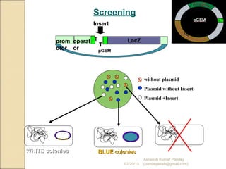 X
XX
X
X
Plasmid without Insert
Plasmid +Insert
without plasmid
Screening
LacZ
pGEM
Insert
WHITE coloniesWHITE colonies BLUEBLUE coloniescolonies
prom
otor
operat
or
T
T
02/20/15
Asheesh Kumar Pandey
(pandeyasish@gmail.com)
 