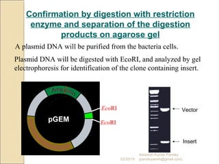 A plasmid DNA will be purified from the bacteria cells.
Insert
Vector
Confirmation by digestion with restriction
enzyme and separation of the digestion
products on agarose gel
EcoRI
EcoRI
Plasmid DNA will be digested with EcoRI, and analyzed by gel
electrophoresis for identification of the clone containing insert.
pGEM
02/20/15
Asheesh Kumar Pandey
(pandeyasish@gmail.com)
 