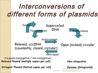 Relaxed, cccDNA
(covalently, closed, circular)
Supercoiled
DNA
Open (nicked) circular
Gyrase
Topoisomerase
Endonuclease
DNA ligase
Endonuclease
Interconversions of
different forms of plasmids
Relaxed Plasmid (multiple copies per cell)
Stringent Plasmid (limited copies per cell)
Non-integrative
Episome (Integrated)
tra genes (conjugative / non-conjugative)
02/20/15
Asheesh Kumar Pandey
(pandeyasish@gmail.com)
 