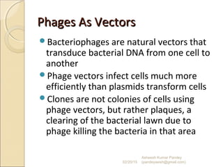 Phages As VectorsPhages As Vectors
Bacteriophages are natural vectors that
transduce bacterial DNA from one cell to
another
Phage vectors infect cells much more
efficiently than plasmids transform cells
Clones are not colonies of cells using
phage vectors, but rather plaques, a
clearing of the bacterial lawn due to
phage killing the bacteria in that area
02/20/15
Asheesh Kumar Pandey
(pandeyasish@gmail.com)
 