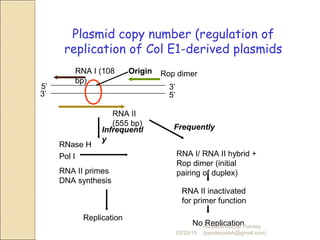 RNase H
Pol I
RNA II primes
DNA synthesis
Replication
RNA II
(555 bp)
RNA I (108
bp)
5’
5’3’
3’
Origin
Infrequentl
y
Frequently
RNA I/ RNA II hybrid +
Rop dimer (initial
pairing of duplex)
Rop dimer
RNA II inactivated
for primer function
No Replication
Plasmid copy number (regulation of
replication of Col E1-derived plasmids
02/20/15
Asheesh Kumar Pandey
(pandeyasish@gmail.com)
 