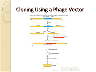 Cloning Using a Phage VectorCloning Using a Phage Vector
02/20/15
Asheesh Kumar Pandey
(pandeyasish@gmail.com)
 
