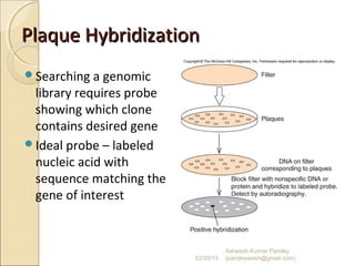 Plaque HybridizationPlaque Hybridization
Searching a genomic
library requires probe
showing which clone
contains desired gene
Ideal probe – labeled
nucleic acid with
sequence matching the
gene of interest
02/20/15
Asheesh Kumar Pandey
(pandeyasish@gmail.com)
 