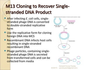 M13 Cloning to Recover Single-M13 Cloning to Recover Single-
stranded DNA Productstranded DNA Product
 After infecting E. coli cells, single-
stranded phage DNA is converted
to double-stranded replicative
form
 Use the replicative form for cloning
foreign DNA into MCS
 Recombinant DNA infects host cells
resulting in single-stranded
recombinant DNA
 Phage particles, containing single-
stranded phage DNA is secreted
from transformed cells and can be
collected from media
02/20/15
Asheesh Kumar Pandey
(pandeyasish@gmail.com)
 