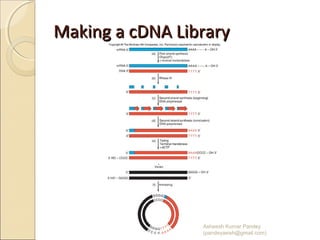 Making a cDNA LibraryMaking a cDNA Library
02/20/15
Asheesh Kumar Pandey
(pandeyasish@gmail.com)
 