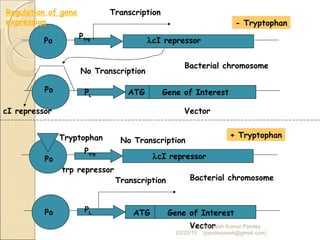 cI repressor
Bacterial chromosome
Bacterial chromosome
Po
Ptrp λcI repressor
Transcription
No Transcription
Po PL ATG Gene of Interest
Vector
Vector
Tryptophan
trp repressor
No Transcription
λcI repressor
Transcription
ATG Gene of Interest
Po
Po
Ptrp
PL
+ Tryptophan
- Tryptophan
Regulation of gene
expression
02/20/15
Asheesh Kumar Pandey
(pandeyasish@gmail.com)
 